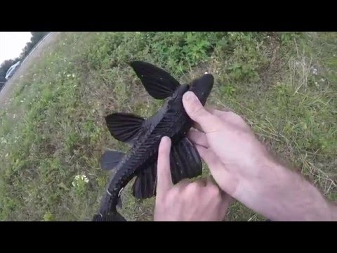 Fishing the Everglades - Florida Fishing Road Trip Chronicles 2