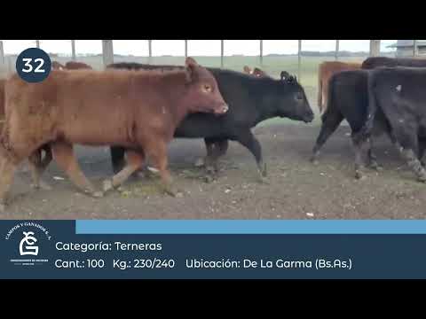 Lote Hembras - De la Garma Bs As