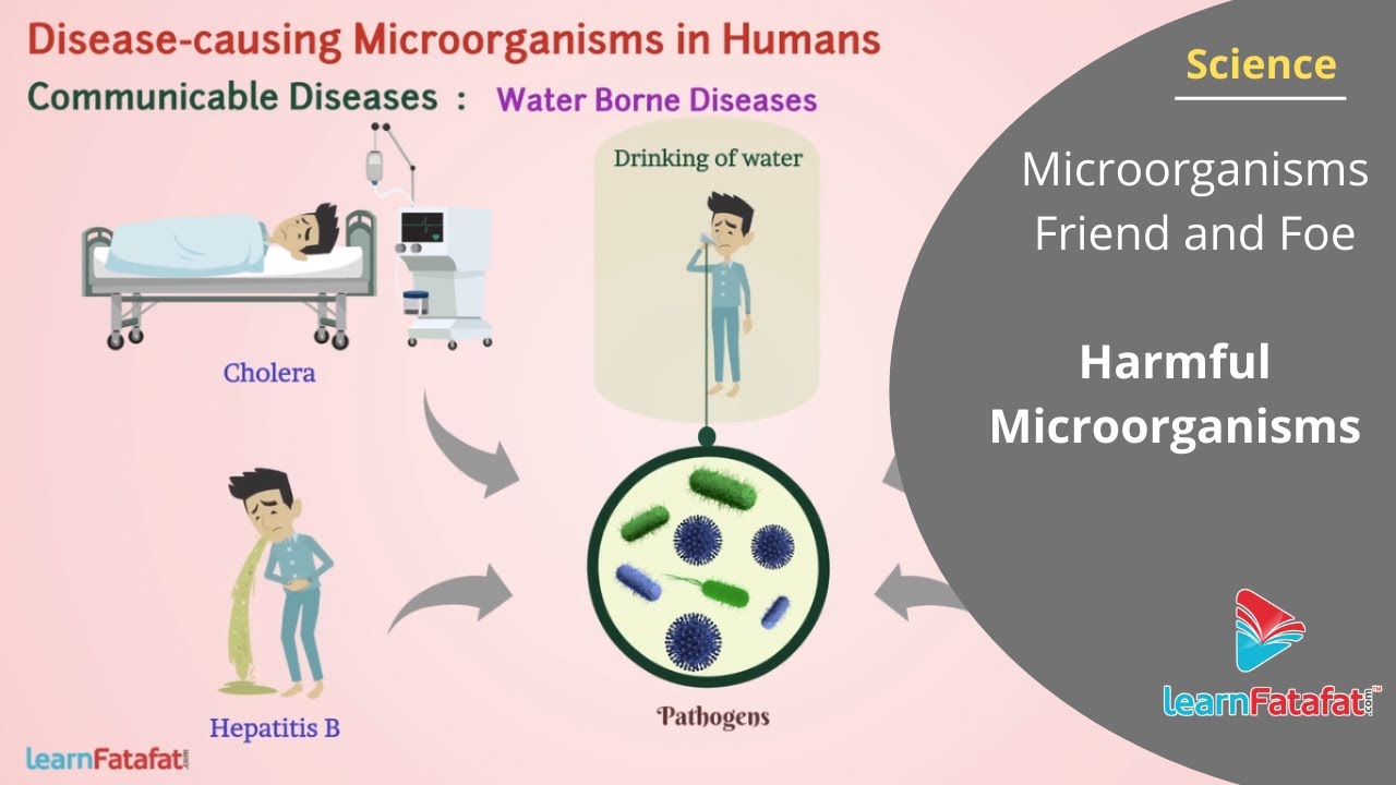 Microorganisms Friend and Foe Class 8 Science - Harmful Microorganisms