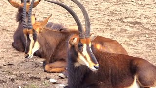 Arabian Antelope #adorableanimals
