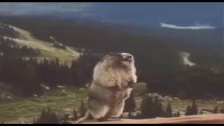 Let it grow but every time they say grow a yelling marmot appears