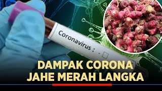 Dipercaya Tangkal Corona, Jahe dan Kunyit Banyak Diburu Warga