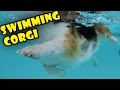 CORGI S SHORT LEGS SWIMMING UNDERWATER VIEW