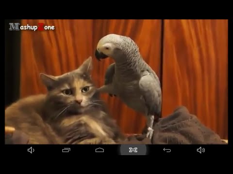 $-Iehova Ne Salvează.!-jw.org-Jehovah's Whitnesses-Romanian-cântarea 131-Martorii lui Iehova.