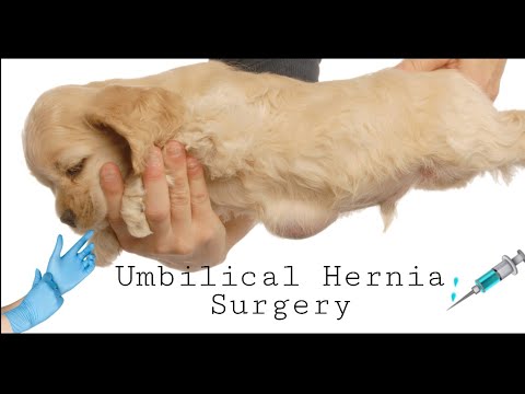 DOG UMBILICAL HERNIA SURGERY | What to do if your Dogs have umbilical hernia | Hernia Journey