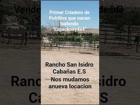 rancho San isidro cabañas e.s,    potrillos de venta