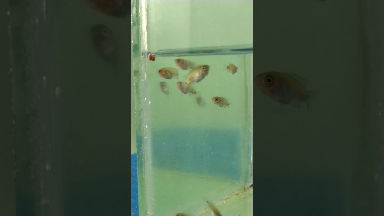 Small Fishes #smallfish # #freshwaterfish