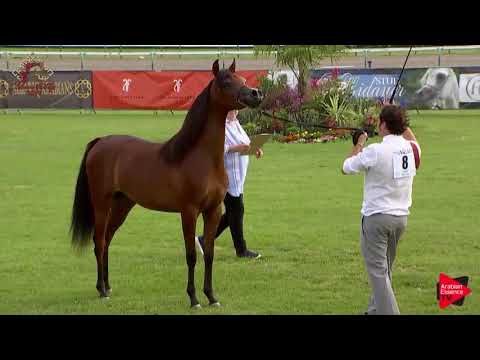 N.8 BALLERINNA - Chantilly 2019 AHO World Cup - Yearling Fillies (Class 1B)