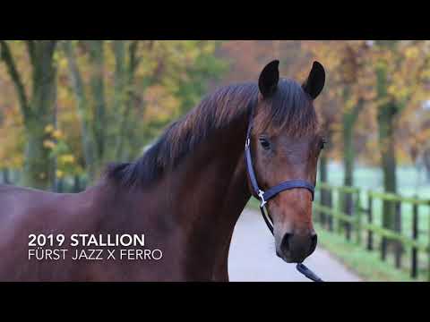 2019 Stallion Fürst Jazz x Ferro