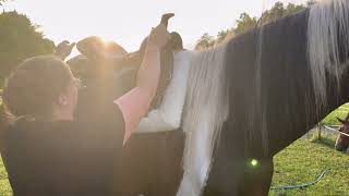 Hřeben na hřívu a ocas FairPlay - více barev