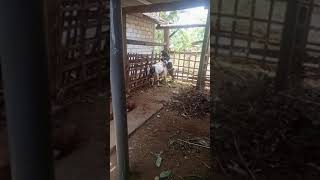 Download lagu kambing kawin mp3