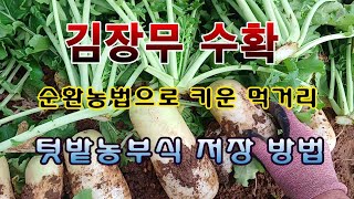 [텃밭농부 1,739]  순환농법으로 건강하게 키워 수확 한 김장무. 텃밭농부는 이렇게 저장한다. #김장무 …