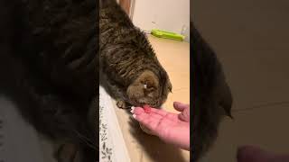 作ったご飯「ポキ丼」とうちのねこです、ねこの大好物マグロをプレゼントしてみました #cat #ねこ #猫 #猫のいる暮らし #dinner