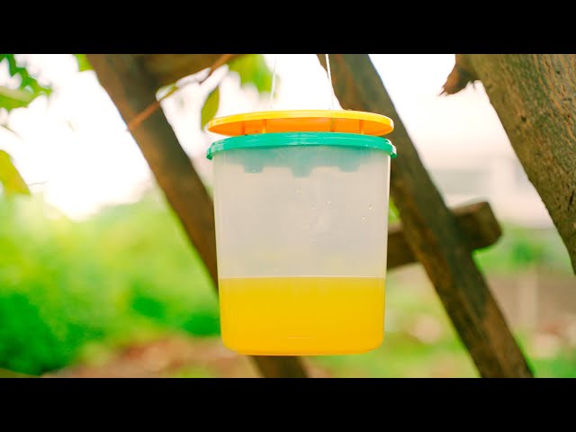 Vídeo relacionado con Mice&Co 2 Trampas para Avispas - Trampa Grande Profesional Avispa Asiática Vespa Velutina Avispón - Trampa sin Cebo Atrayente | Colgar Jardín Exterior Reutilizable