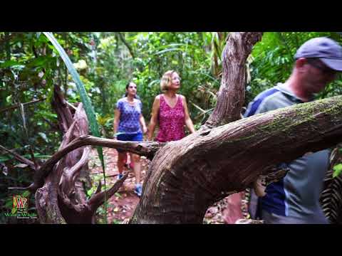Wait a While Rainforest Tours Promo