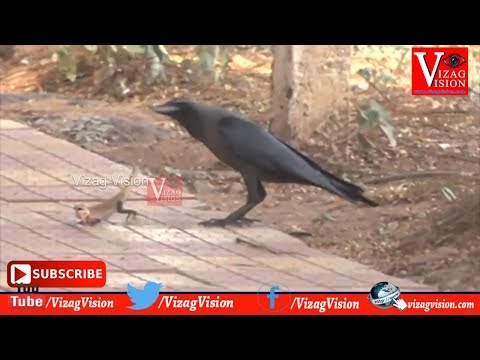 Amazing Kaki vs Thonda Fighting | కాకి vs తొండా | Visakhapatnam,Vizagvision News...