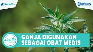 Dapat Digunakan Sebagai Obat, Berikut Beberapa Manfaat dari Ganja Medis yang Ramai Diperbincangkan