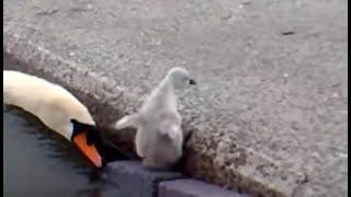 preview picture of video 'emerging (baby swans at llanfairfechan)'