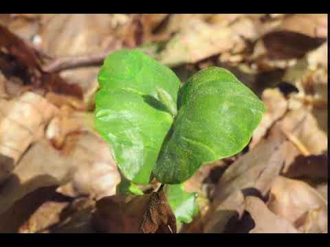 Für Kinder: So klein und so groß - Wie aus dem Samen ein Baum wird