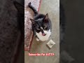 Tuxedo Cat Meows Loudly Shorts