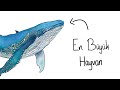 What If You Were Born A Whale