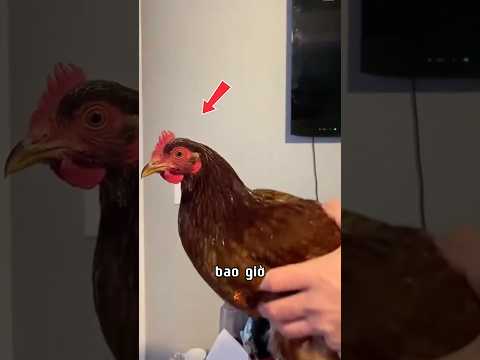 CHỐNG RUNG NHƯ ĐẦU GÀ? 🤯 | Đế Vương Công Nghệ