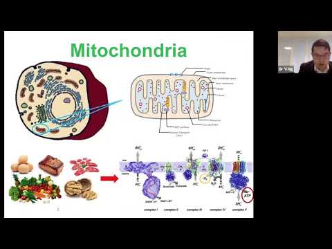 MDUK Muscles Matter 2020 - Mitochondrial disease seminar