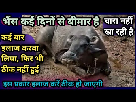 भैंस कई दिनों से बीमार है||चारा नहीं खा रही है|| कई बार इलाज करवा लिया||तो यह दवा दे/Full Treatment