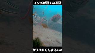 アオイソメがイキナリ短くなる件（カワハギ編） #水中カメラ #捕食シーン #釣り