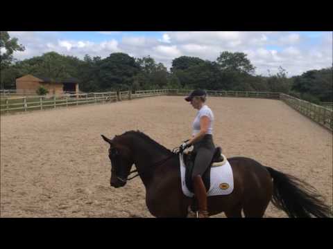 FEI Dressage Horse for Sale - Sandro - Video 2 -