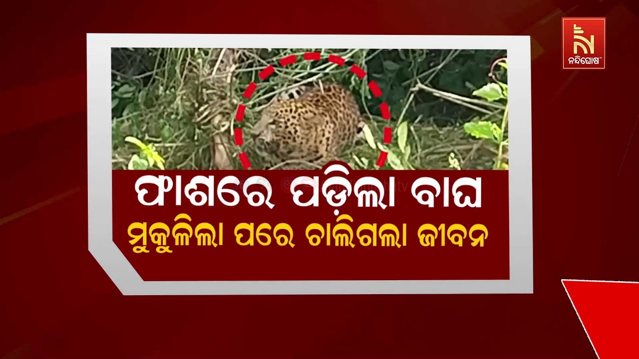 🔴Live | ଫାଶରେ ପଡ଼ିଲା ବାଘ, ମୁକୁଳିଲା ପରେ ଚାଲିଗଲା ଜୀବନ