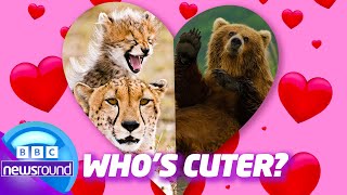 Who’s Cuter: Cubs or Bears? | Happy News | Newsround | News For Kids
