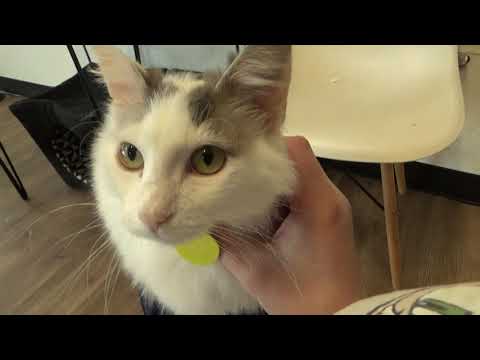 Ellie from Catffeinated at her most affectionate