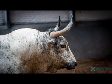 Peñajara, Partido de Resina, Samuel Flores y Pedraza de Yeltes para la Corrida Concurso