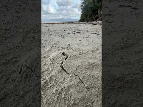 Une tortue eclos sur la plage en Australie 🥹