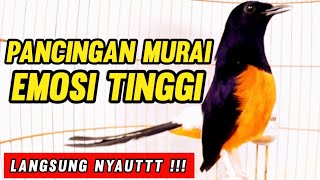 Download lagu Pancingan Murai Emosi Tinggi Bikin Lawan Langsung Nyaut !!!  mp3