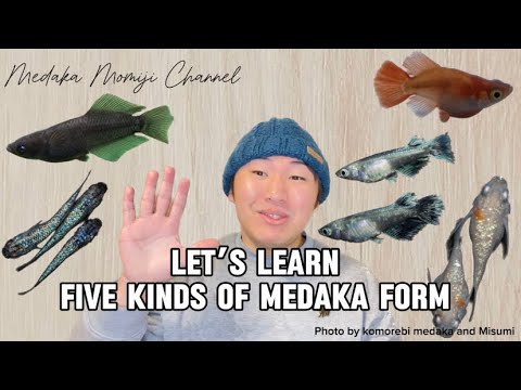 【LET’S LEARN】"Five types of medaka form"