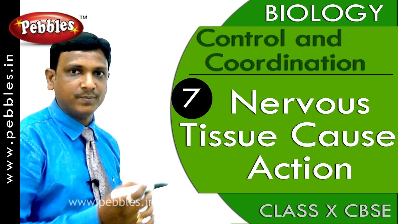Nervous Tissue cause Action| Control and Coordination | Biology | CBSE Class 10 Science