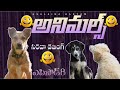 కొన్ని అనిమల్స్ కు సరదా వాయిస్ ఓవర్ Best