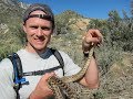 Noob On Cactus To Clouds Skyline Trail To Top Of San Jacinto And Back!