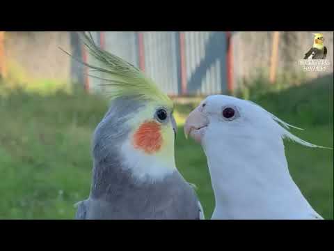 Female Cockatiels Singing