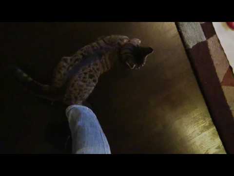 Weak and soft trilling and cooing by a domestic cat in heat Video