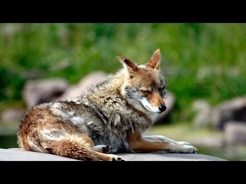 Pre-Baiting Predator Trapping Locations by billingsley brand lures #trapping #trapper #predator