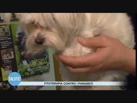 I vermi possono causare un piccolo guscio di tartaruga Farmaci per vermi per bambini di 2 anni