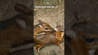 Download lagu Musim kawin Telah tiba (Musim hujan) mp3