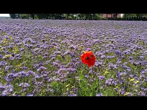 Agroturystyka w Polsce.