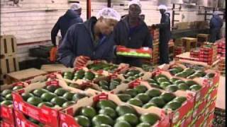 Westfalia leader in Avocado