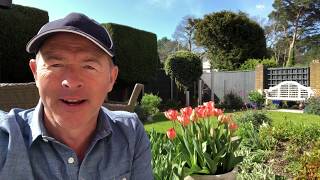 How to look after Penstemon by MikeTheGardener