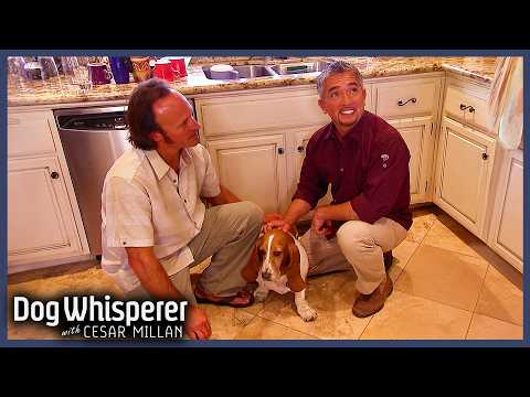 Terrified Basset Hound Conquers Fear of Men | S5 EP7 Full Episode | Dog Whisperer With Cesar Millan