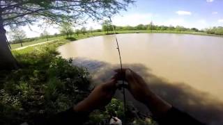 Catching Fresh Water Drum Fish a.k.a Sheephead